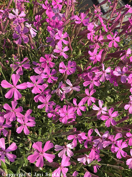 Silene schafta 'Splendens' syyskohokki